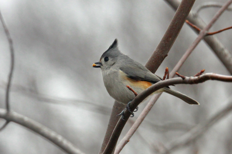 Illustration for article titled Titmouse